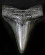 Megalodon Tooth - South Carolina #26495-1